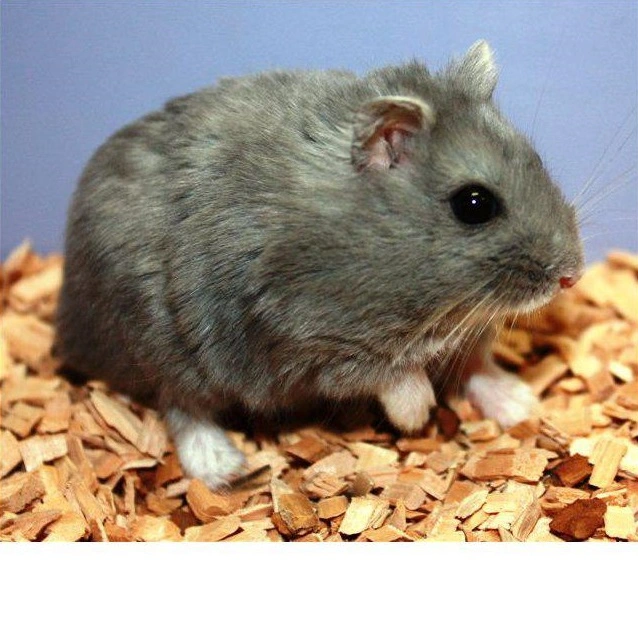 Blå Dværghamster (Phodophus sungorus)